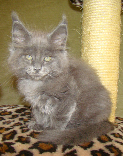     Catsvill County!   !    !       !!!    Catsvill County +7-926-544-74-09     .   ,   ,   ,    ,   ,  ,     ,   -,    ,   !